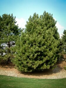 Сосна Чёрная (Pinus Nigra) купить по цене от 270.00р. в интернет-магазине «Посадика» с доставкой почтой в в Южае и по всей России – [изображение №1].