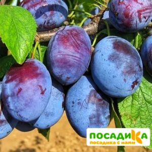 Слива Чачакская ранняя купить по цене от 229.00р. в интернет-магазине «Посадика» с доставкой почтой в в Южае и по всей России – [изображение №1].