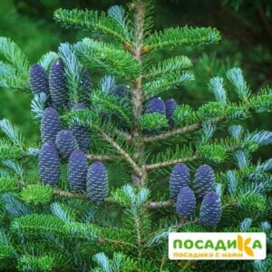 Пихта корейская (Abies koreana) купить по цене от 450.00р. в интернет-магазине «Посадика» с доставкой почтой в в Южае и по всей России – [изображение №1].