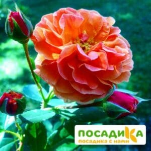 Роза Арабия купить по цене от 350.00р. в интернет-магазине «Посадика» с доставкой почтой в в Южае и по всей России – [изображение №1].