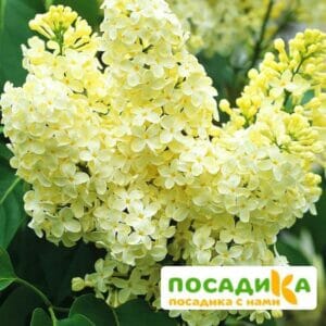 Сирень Примроуз (Primrose) купить по цене от 529.00р. в интернет-магазине «Посадика» с доставкой почтой в в Южае и по всей России – [изображение №1].