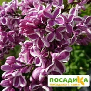 Сирень Сенсация купить по цене от 529.00р. в интернет-магазине «Посадика» с доставкой почтой в в Южае и по всей России – [изображение №1].