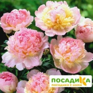 Пион Распберри Сандей (Paeonia Raspberry Sundae) купить по цене от 959р. в интернет-магазине «Посадика» с доставкой почтой в в Южае и по всей России – [изображение №1].