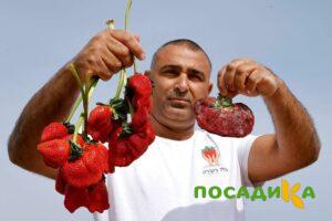 Клубника Гигант Джорнея купить по цене от 266р. в интернет-магазине «Посадика» с доставкой почтой в в Южае и по всей России – [изображение №1].