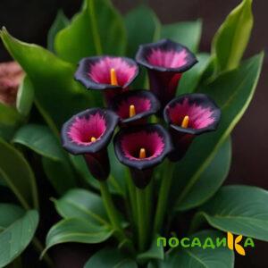 Калла Аура Лейс купить по цене от 400р. в интернет-магазине «Посадика» с доставкой почтой в в Южае и по всей России – [изображение №1].