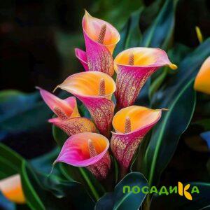 Калла Оникс купить по цене от 450р. в интернет-магазине «Посадика» с доставкой почтой в в Южае и по всей России – [изображение №1].