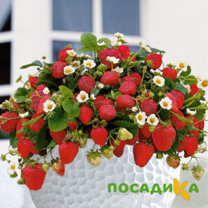 Клубника Рубиновый Шепот (горшечная) купить по цене от 240р. в интернет-магазине «Посадика» с доставкой почтой в в Южае и по всей России – [изображение №1].