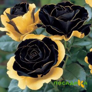 Роза Ханни Сикл купить по цене от 700р. в интернет-магазине «Посадика» с доставкой почтой в в Южае и по всей России – [изображение №1].
