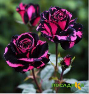 Роза Багровый Шепот купить по цене от 366р. в интернет-магазине «Посадика» с доставкой почтой в в Южае и по всей России – [изображение №1].