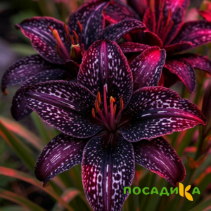 Лилейник Вояж купить по цене от 699р. в интернет-магазине «Посадика» с доставкой почтой в в Южае и по всей России – [изображение №1].