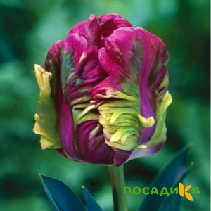 Тюльпан Экзотик Хэвен купить по цене от 186р. в интернет-магазине «Посадика» с доставкой почтой в в Южае и по всей России – [изображение №1].